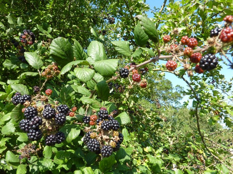 How to Kill Off Blackberries