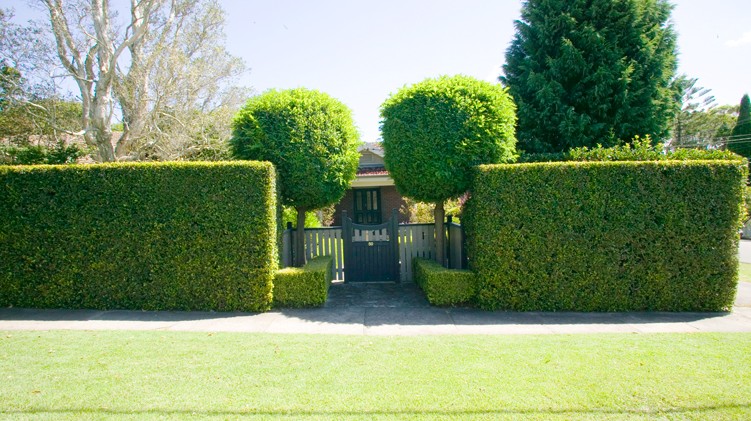The Best Hedges To Boost Privacy