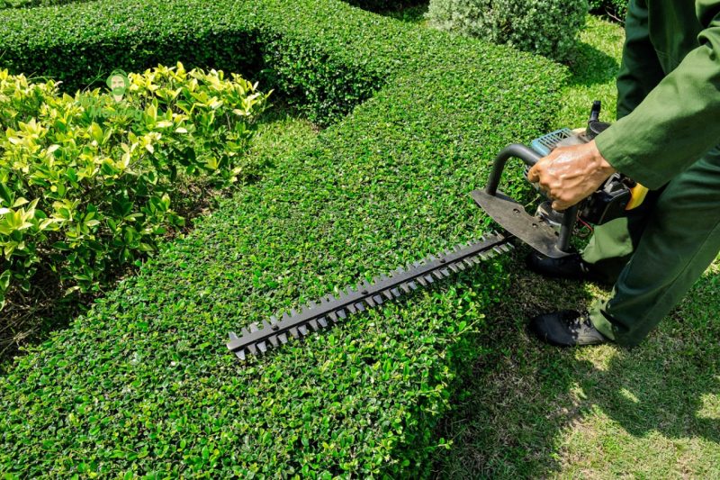 How to choose the best hedge trimmer