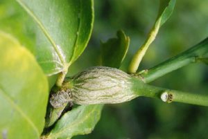 Fresh gall on citrus tree caused by citrus gall wasp larvae2