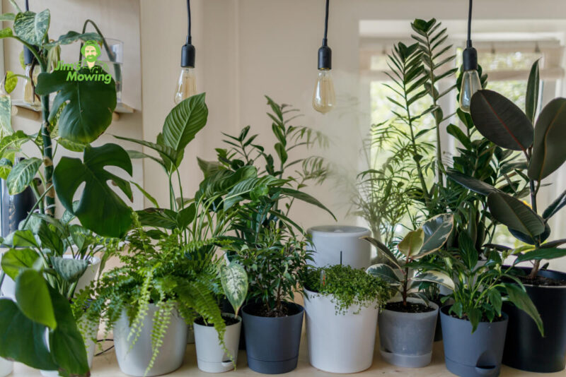 How to Care for Potted Plants