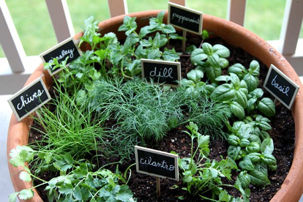 10 Errors for Beginner Herb Gardeners to Avoid