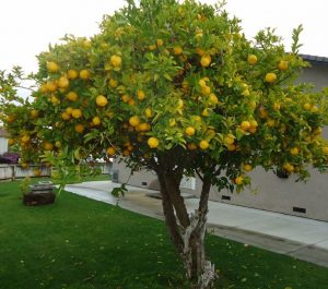 Our Recommendations for the Best Backyard Citrus Trees