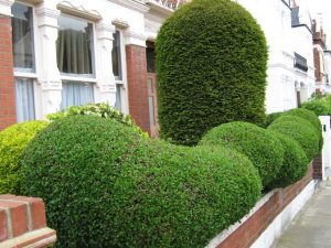 When To Prune Hedges And How Often
