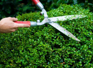 Hedge Trimming for Beginners