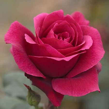 Grow And Take Care Of Roses This Autumn