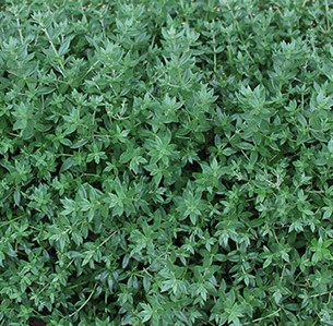 Best Australian Native Ground Cover for Slopes