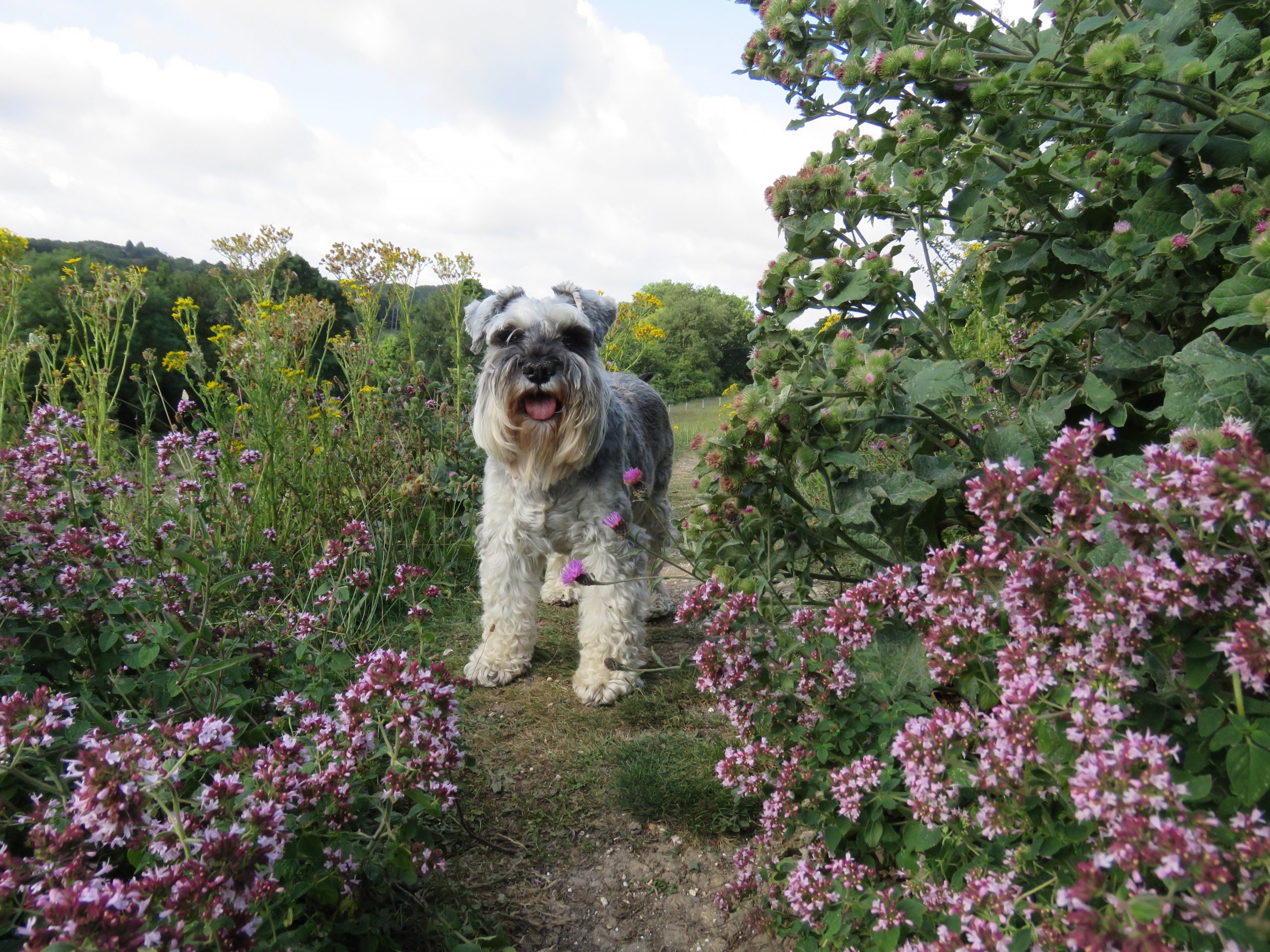 Plants toxic to dogs - Braebroc Bullies Australia