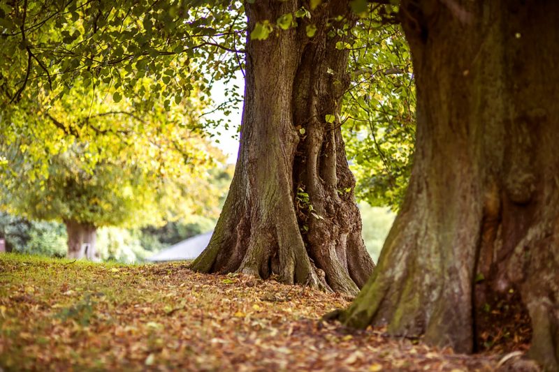 5 Beautiful Autumn Trees That Grow in Australia