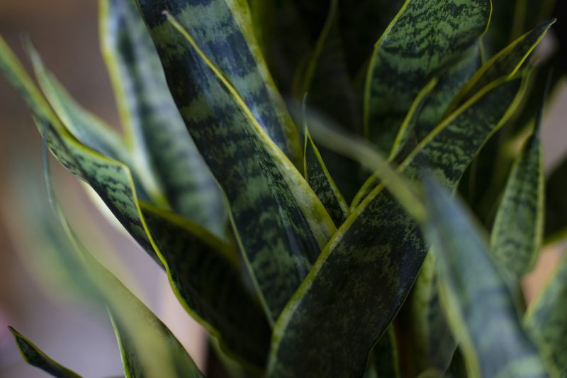 How to grow Mother in Law’s Tongue (Snake Plant)