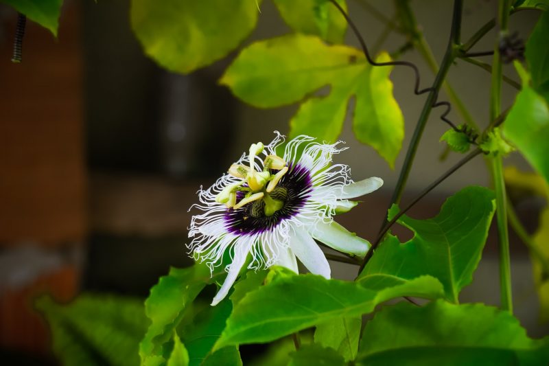 How to Grow Your Own Passionfruit Vine