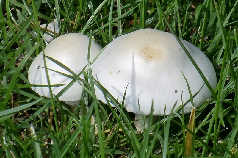 How to Deal With Mushrooms Growing in Your Lawn
