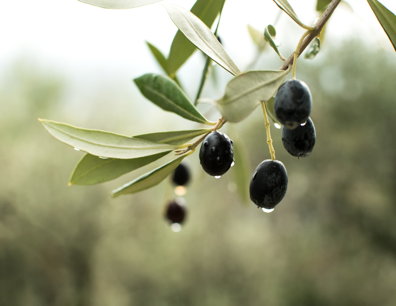 How to Grow an Olive Tree