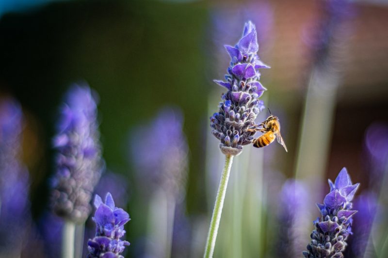 Attracting bees to help your garden