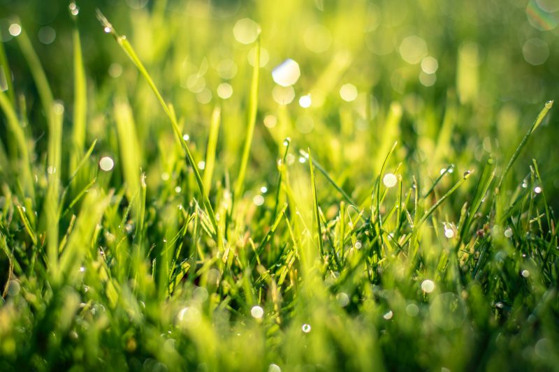 Spring Lawn Care: Steps to Prepare Your Lawn for Warmer Months