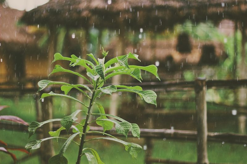 What is a rain garden?