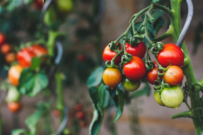Our How-To Guide for Growing Tomatoes