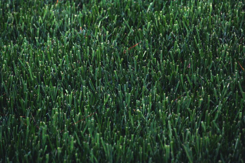 Artificial Grass: Pros and Cons
