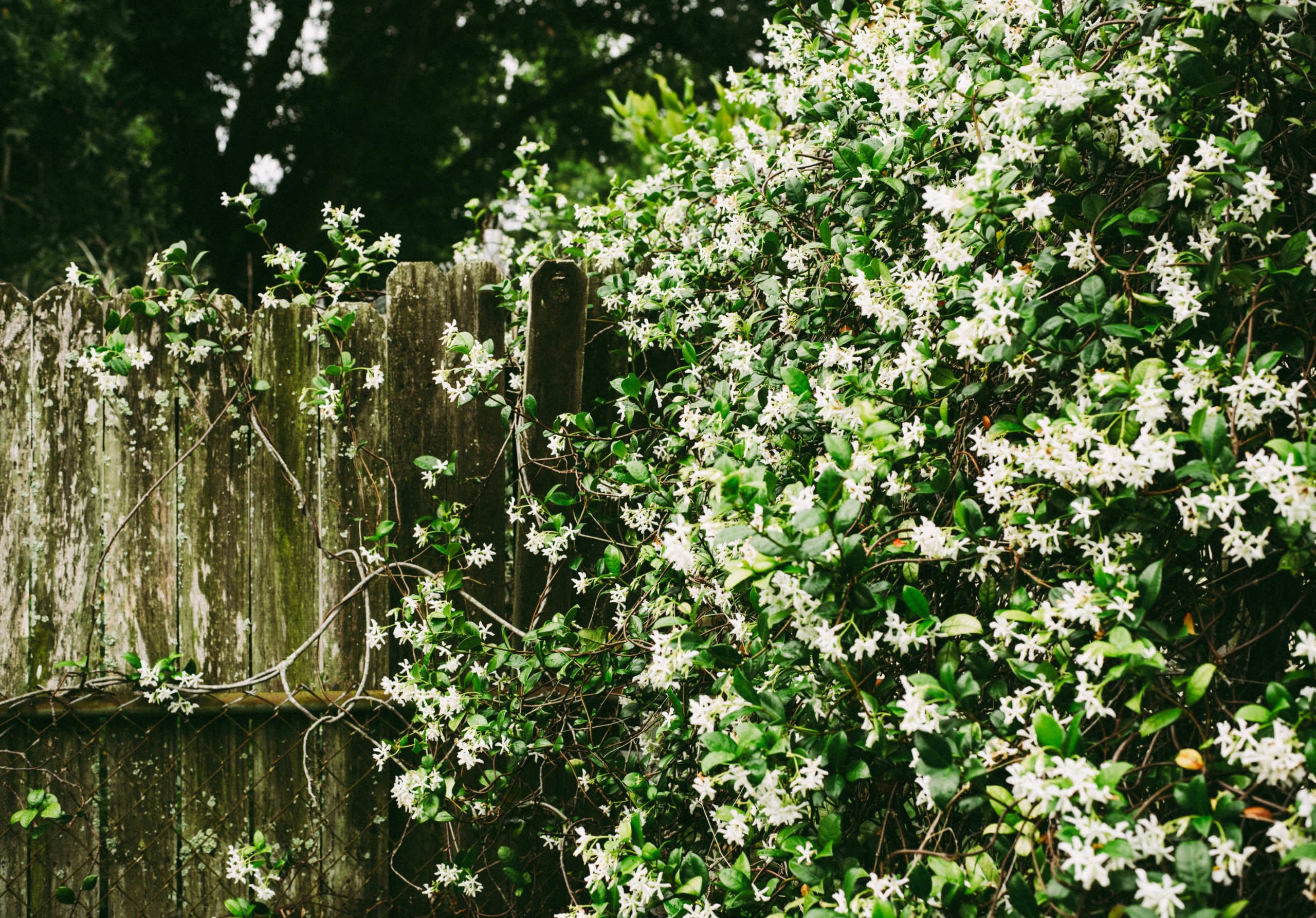 Training Star Jasmine to Climb