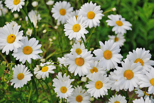 How to grow daisies