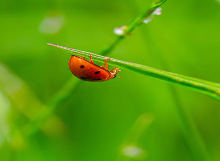Friend or foe: lawn insect guide