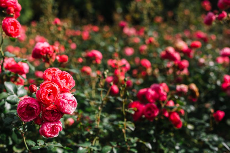 Pruning Your Roses Ready for Spring